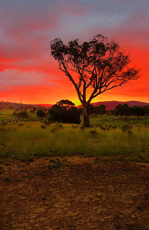 A silhouette tree stands amidst a paddock with the best sunset you have ever seen