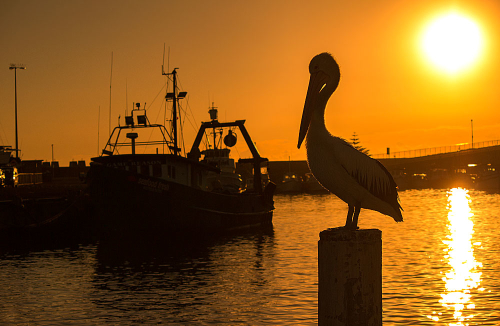 A pelican stands guard over the fishing boats at Wollongong Harbour
