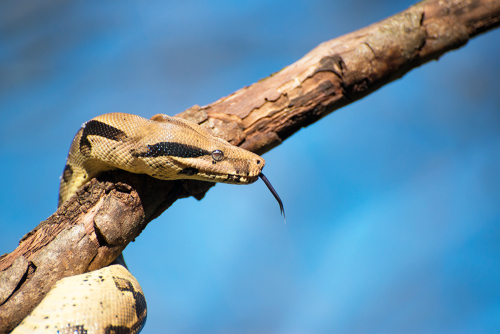 Snake, Python, Mogo Zoo